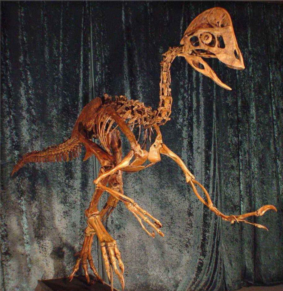 Anzu Skeleton